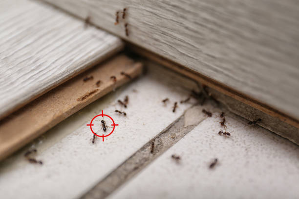Best Pest Control Near Me  in Hildale, UT