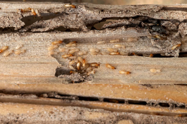 Best Pest Prevention Services  in Hildale, UT
