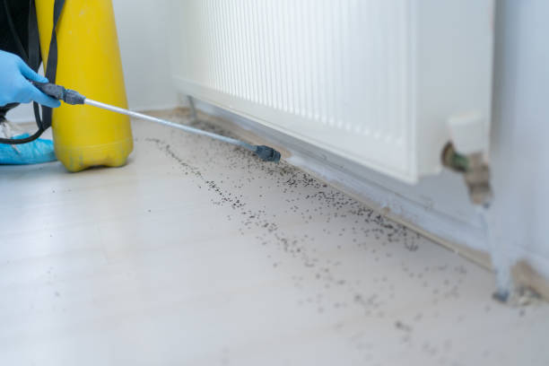 Best Local Pest Control Services  in Hildale, UT
